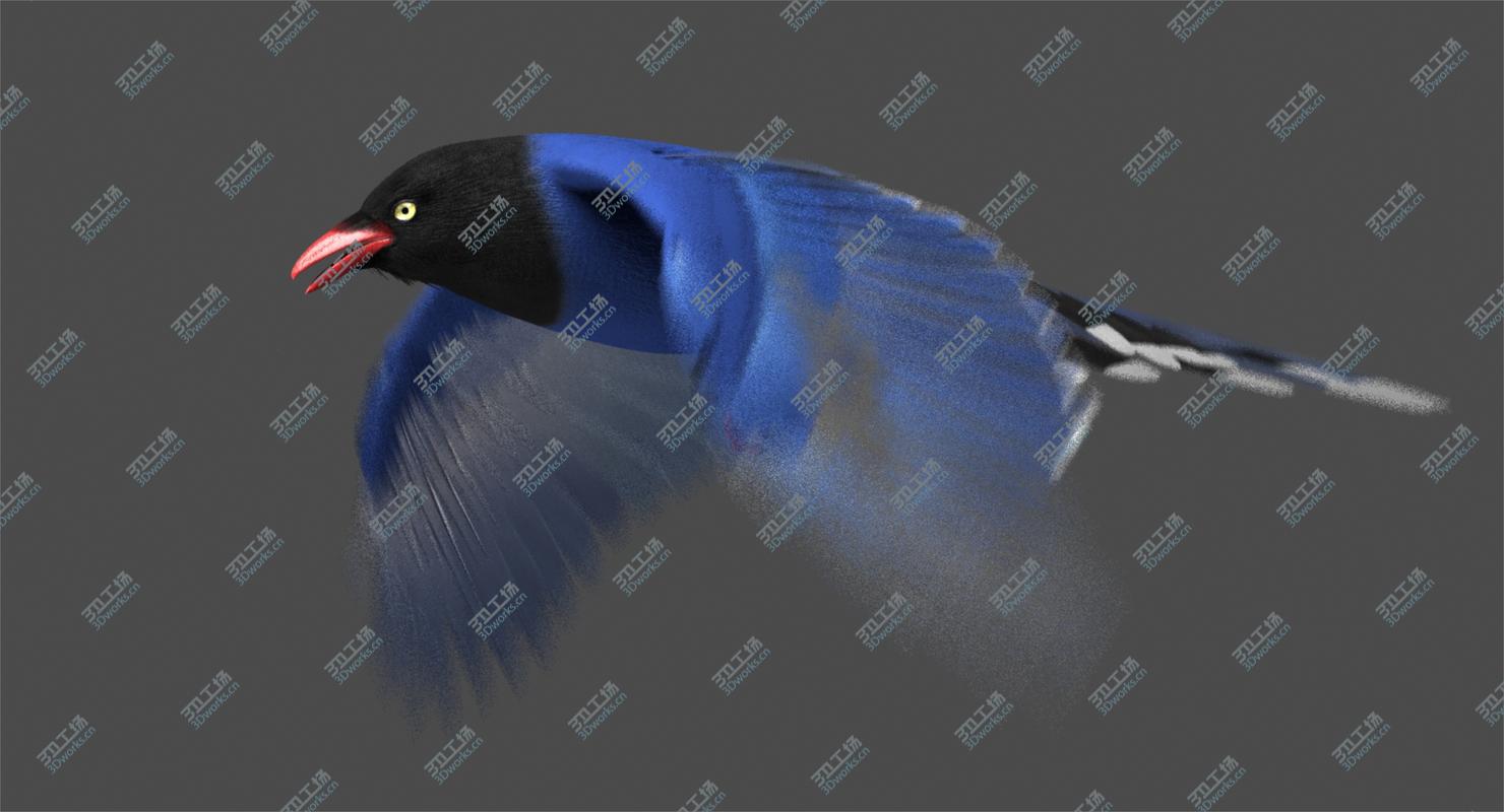 images/goods_img/2021040165/Taiwan Blue Magpie (Animated)/2.jpg